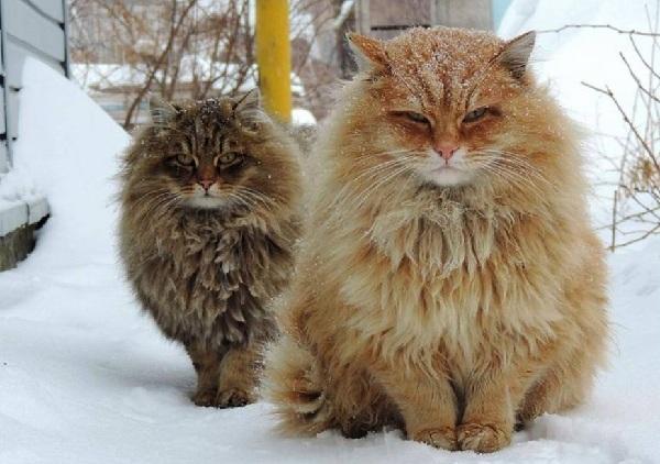 什么猫咪适合女生养, 女生养什么猫咪进来看看就知道