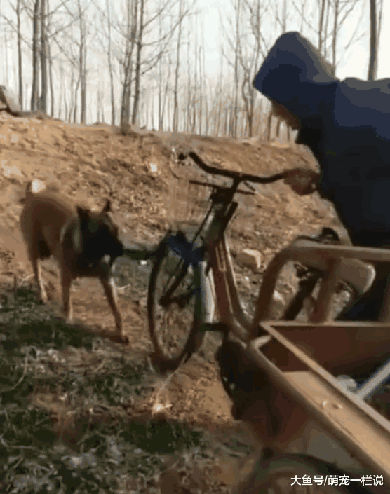 老人干活骑不动三轮车, 狗狗主动跳车下来帮忙, 真是暖心