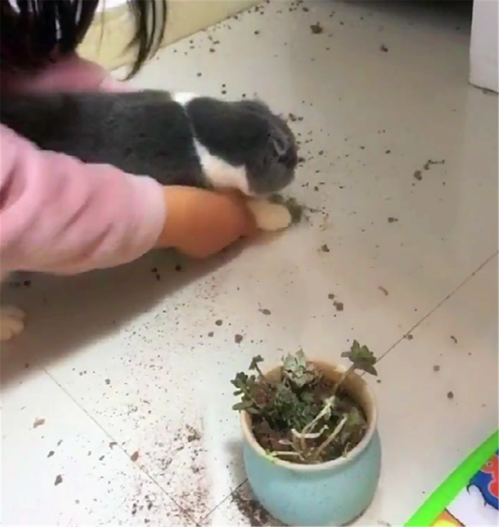 猫咪摔坏花盆, 主人想出惩罚妙招, 猫一脸生无可恋……