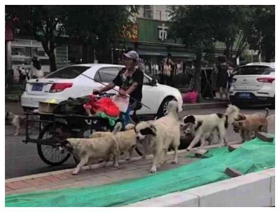 老人捡破烂过日子, 每天还照顾十来条狗狗, 大伙说他心肠好