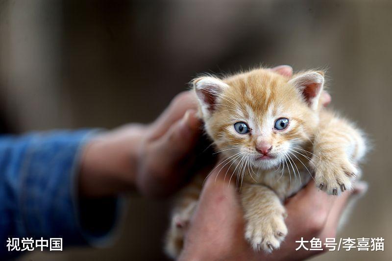 猫咪的性格跟品种之间没有强关联, 只要你肯付出, 它们都是小天使