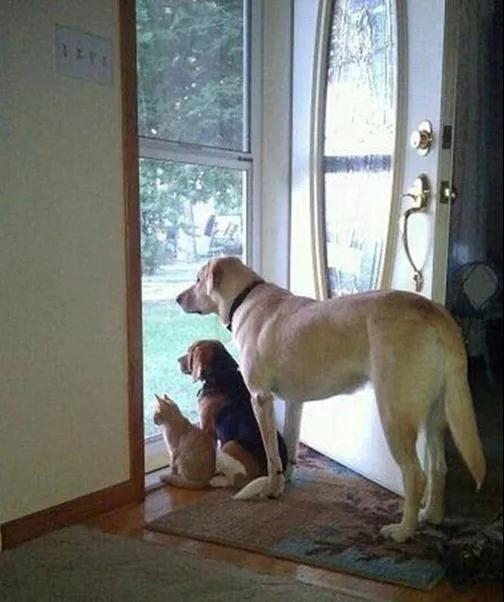 不是骗你养狗, 瑞典研究表明: 养狗真能活的久