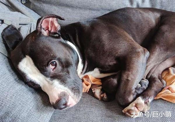 陪伴主人12年, 从恋爱结婚到生娃, 它却在不知道自己差点被安乐死