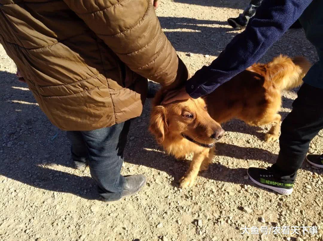 商贩售卖金毛寻回犬品相不错, 开价1500元还送狗粮!