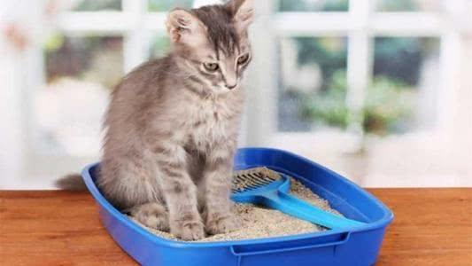 铲屎官养猫原来有依据, 饲养猫咪有六大好处, 部分人为治病而养猫