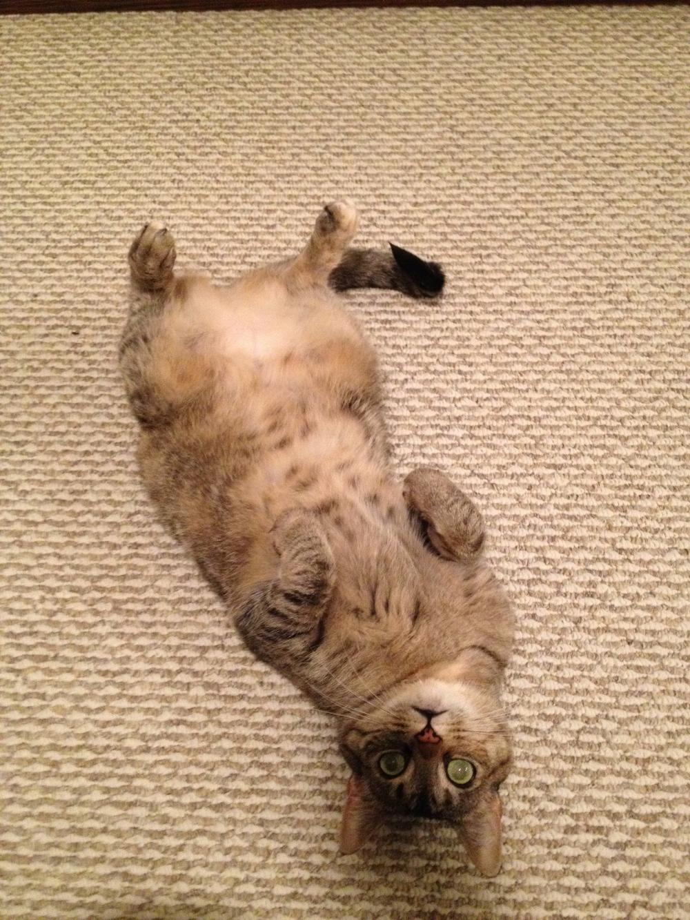 判断猫主子是否喜欢自己, 看它有没有这6个举动, 没有就需要努力