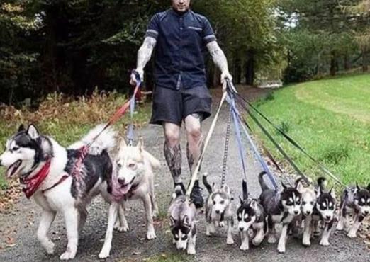 哈士奇妈妈为了逃避喂奶, 做出这个举动, 主人一看笑到胃抽筋