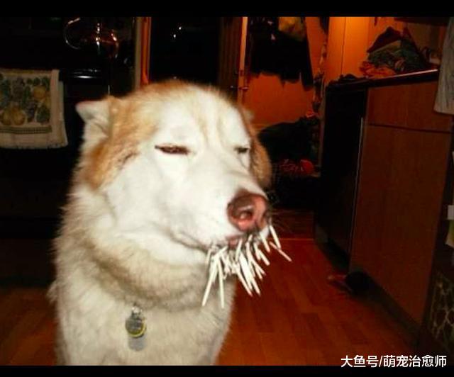 哈士奇去招惹豪猪, 结果被扎了一嘴的刺, 隔着屏幕都感受到了疼!
