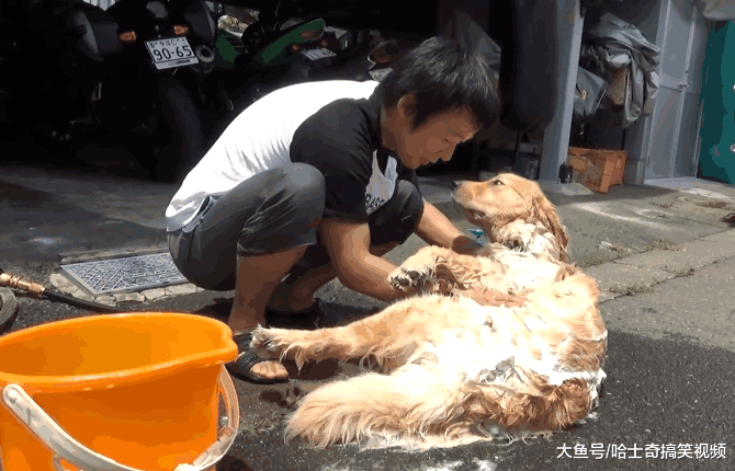 小哥在路边给金毛洗澡, 结果走红网络, 网友: 像在杀鸭子