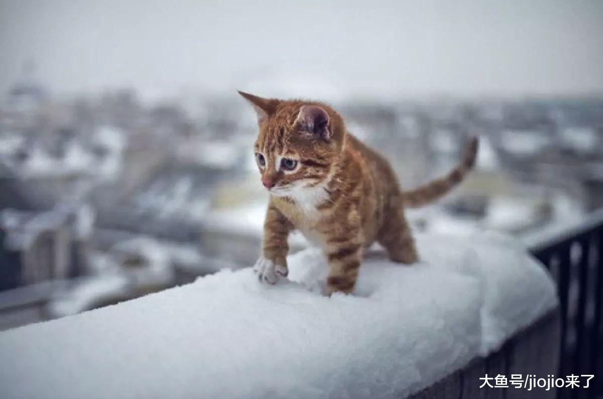 想救助一只流浪猫? 别急, 这些事要先知道