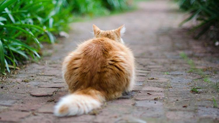 猫咪其实会偷偷溜出门, 别说你不知道!