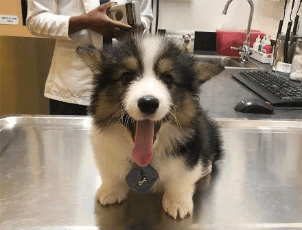 好心有好报! 救了一只流浪小柴犬, 如愿高薪被聘为摄影师兼模特