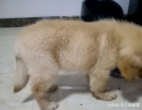 金毛看到主人吃东西, 凑过去想要吃点, 结果没有吃的还生气了