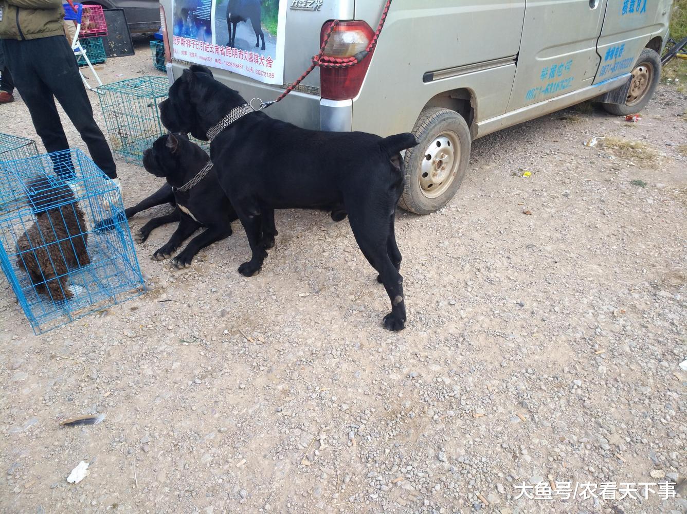 犬舍的黑色杜高犬质量不错, 但是因为风评不好而无人肯买!
