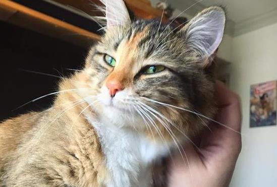 主人很喜欢撸猫, 但是每次碰到主人的胡子, 猫咪都有意见: 太浓密