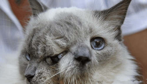 一个头, 三只眼、两只鼻子、两张嘴的猫, 你见过?