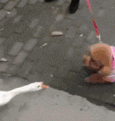 你永远想不到, 一只泰迪会有什么神操作!