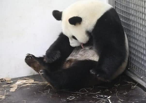 被派往比利时的大熊猫太给力了, 顺利产下一幼崽, 待遇立马升级