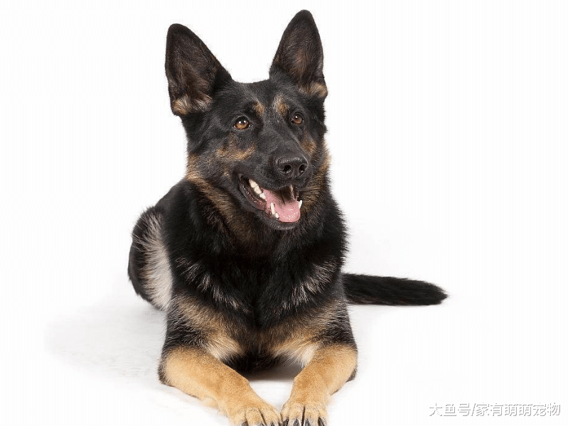 世界上最聪明的5种狗狗, 拉布拉多不上榜, 第一相当于保姆!