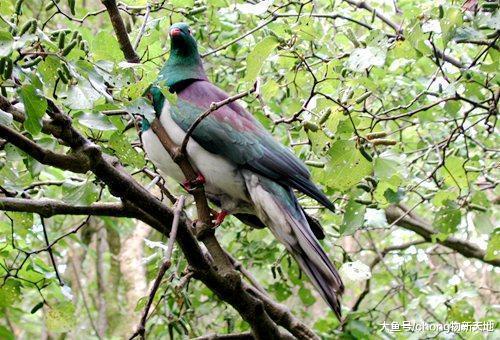 新西兰的鸟儿因为酗酒出名, 喝醉后躺在地上任人捡 , 也是心大!