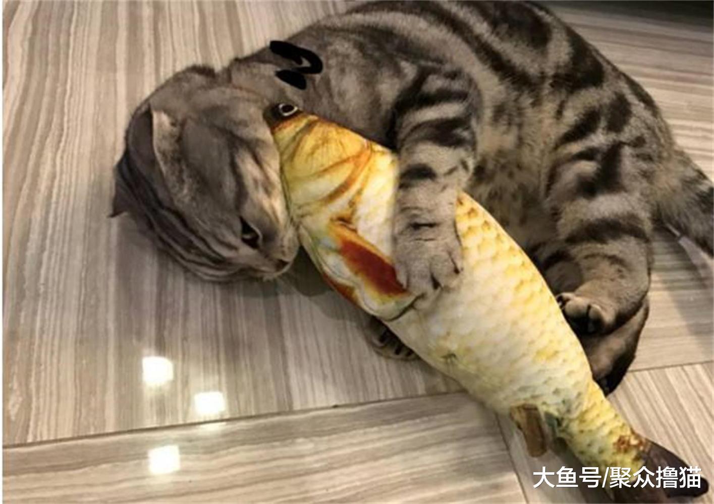 动物都有自己喜欢的玩具, 猫的玩具是小熊, 而猫头鹰的玩具是活的