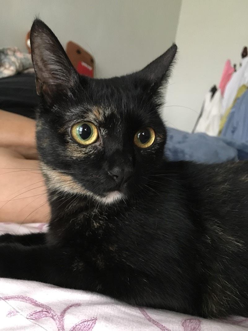 爱猫去世, 台湾猫奴列出十大不养猫的理由, 只为纪念与爱猫的点滴