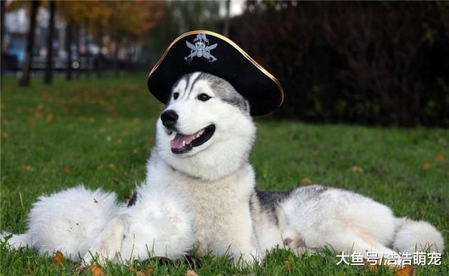 二哈出门长时间未归, 晚上朋友发来消息, 我看后哈哈大笑