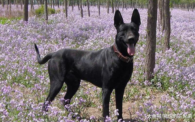 国内4种性格最猛的狗, 前两只为狼犬, 最后位打猎厉害