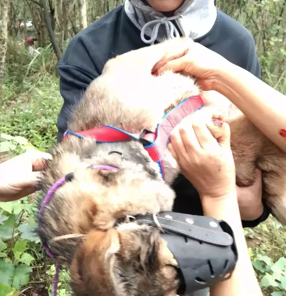 2018年, 狗狗都经历了什么?