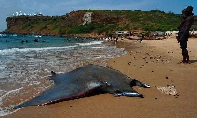 巨大海洋生物搁浅沙滩, 众人都视而不见, 专家赶到后表示可惜!