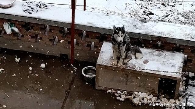 今年的第一场雪! 看二哈站在狗窝迎接雪花的子, 估计是智商解锁了