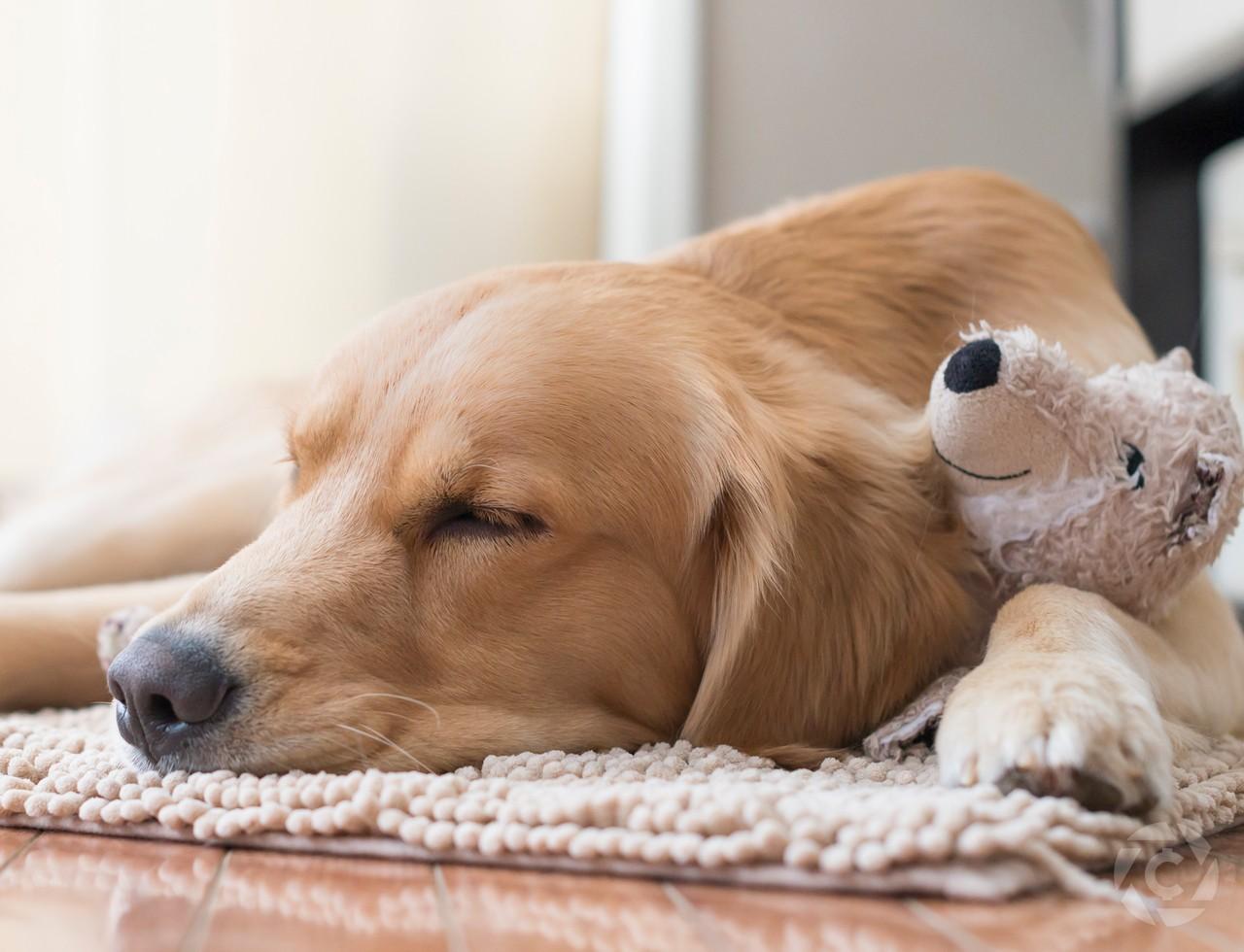 怎么判断金毛变老 狗狗经常做这4件事情 真的是老狗了