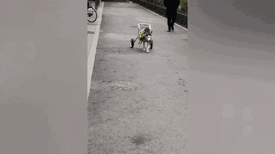 二哈出车祸后被主人抛弃, 好心人为其安装轮椅, 狗跑起来虎虎生风