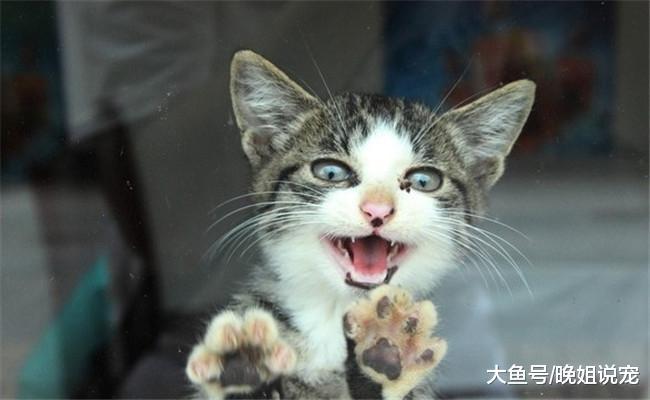 家里的5个地方对猫咪有危险, 铲屎官尽量不要让猫咪靠近