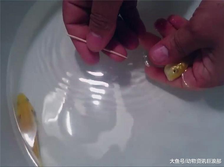 小鱼不肯进食 男子用牙签强行撬嘴 结果掏出无数鱼崽
