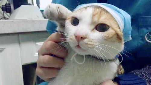 弃养等同于谋杀! 在国外, 这些重罪的行为, 在我们国家每天都在发生