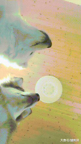 突然打开前置摄像头的狗, 阿拉: 你好丑啊! 萨摩: 你也好不到哪去