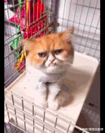 这只猫咪的长相很有特点, 连同伴看了都觉得疑惑: 它和我是同类?
