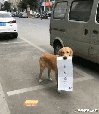 狗狗站在路边, 嘴里叼着“主人车位”纸条, 养狗千日用狗一时啊!