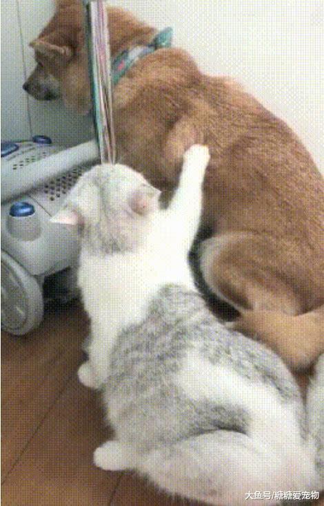 柴犬被猫咪摁在角落, 委屈兮兮太可怜, 猫: 以后这个家谁是老大?