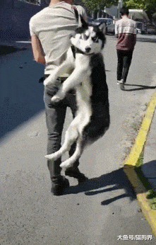 二哈撒手没被主人逮住后, 直接扛背上抓回家! 二哈: 你还想要家不