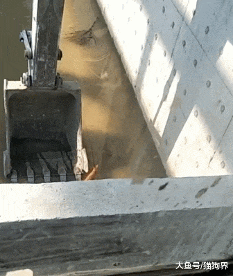 拯救落水猫咪, 网友: 小猫咪, 你知道你坐的这趟专车100多万吗?