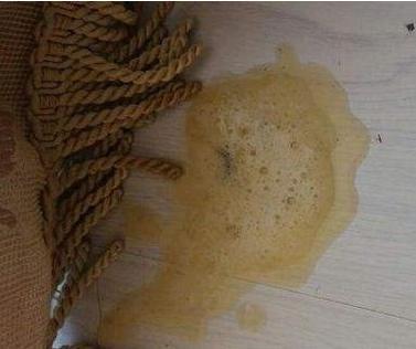 狗狗呕吐黄沫子, 精神好是什么原因?