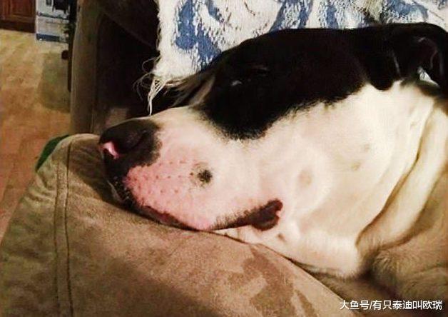 警察拿枪威胁饲主不「砍下狗头」就要把他抓去关!