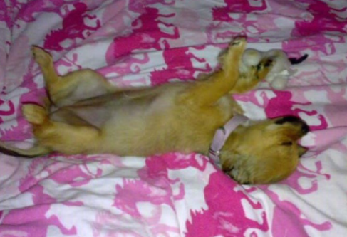 狗狗: 主人我走了, 你们晚安, 我不能再陪伴你了