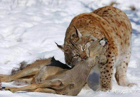 这种会帮人狩猎的猫科动物天生4条大粗腿, 古人称其为“草上飞”