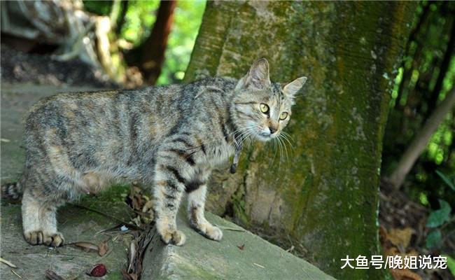 有5种猫咪出现在你家门口, 你会带哪只回家? 很多人选第三个