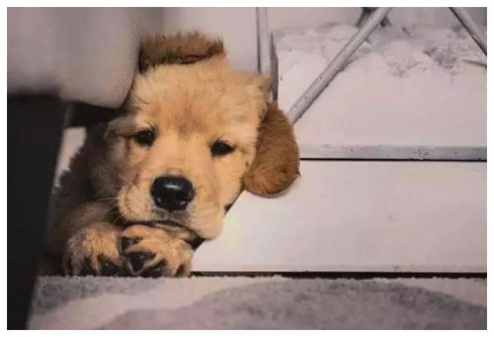 狗狗在大雨中等主人, 本想是琼瑶剧情, 一查原因: 悲伤那么大!