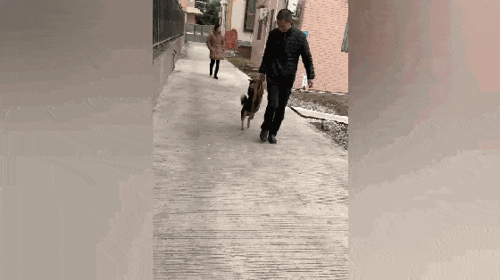 田园犬跑出家门放飞自我, 被主人拉着前腿捉回家, 狗: 再也不敢了