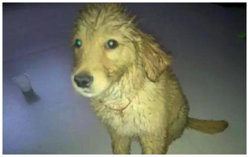 狗狗在大雨中等主人, 本想是琼瑶剧情, 一查原因: 悲伤那么大!